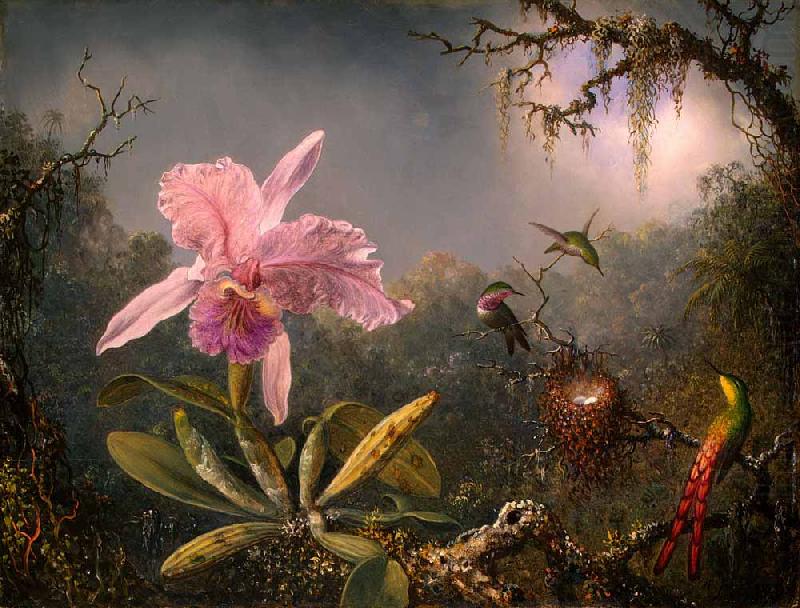 Cattleya Orchid and Three Hummingbirds, Martin Johnson Heade